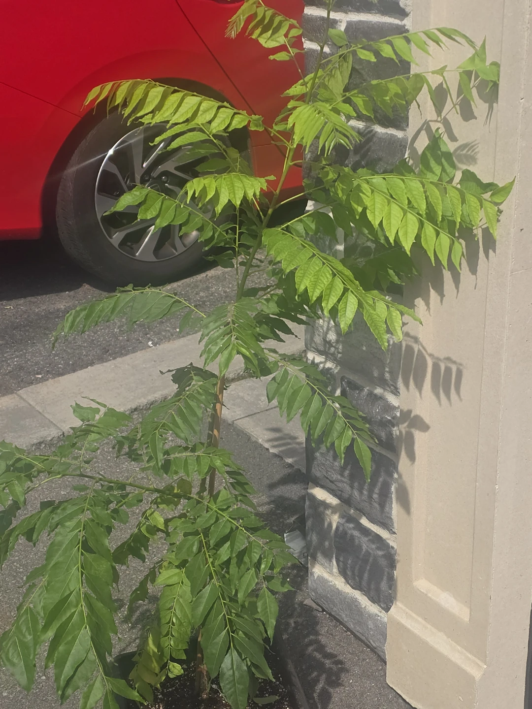 Healthy Potted Curry Leaf Plant - photo 2