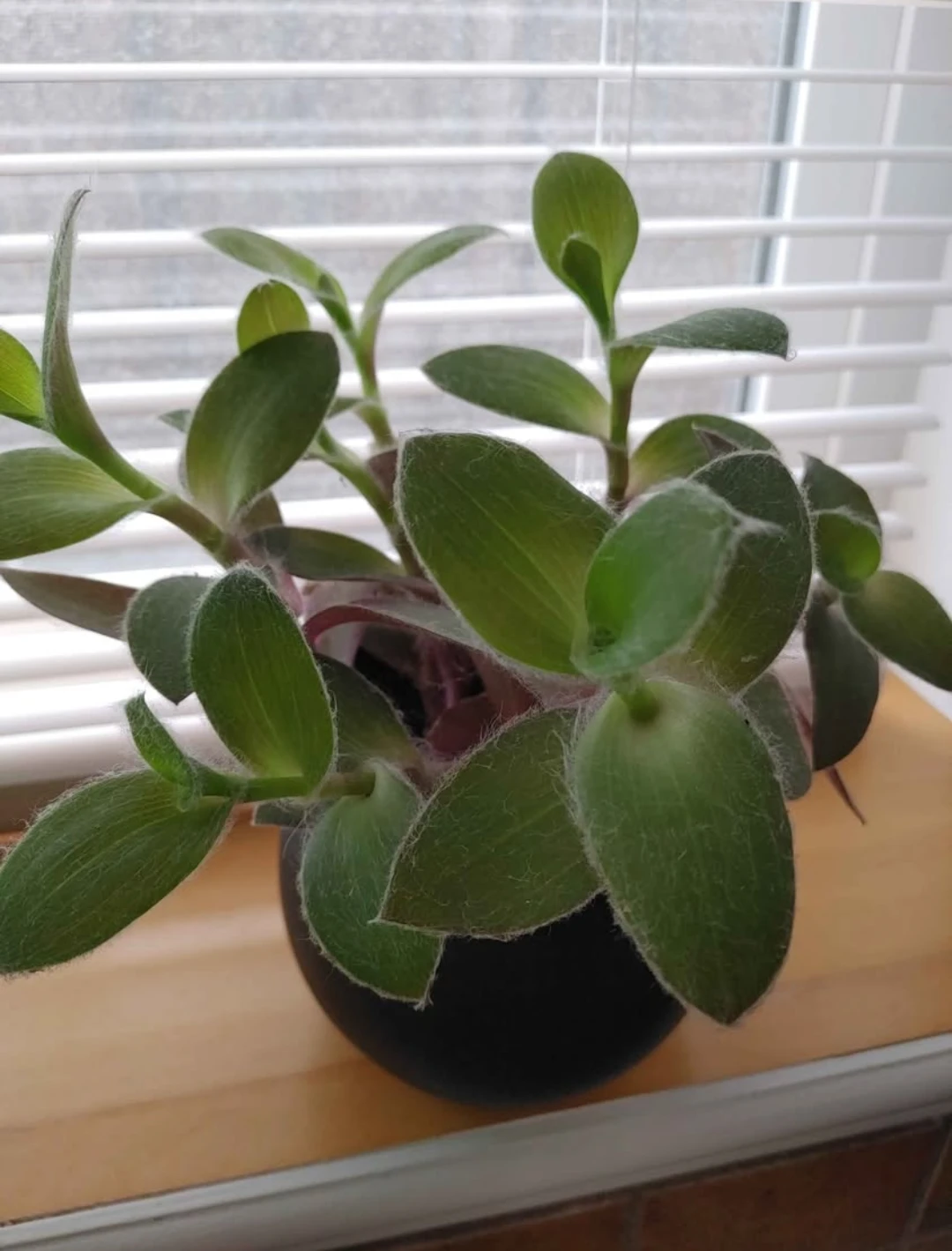 Real Plant & black ceramic pot