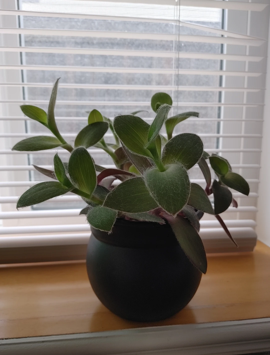 Real Plant & black ceramic pot - photo 2