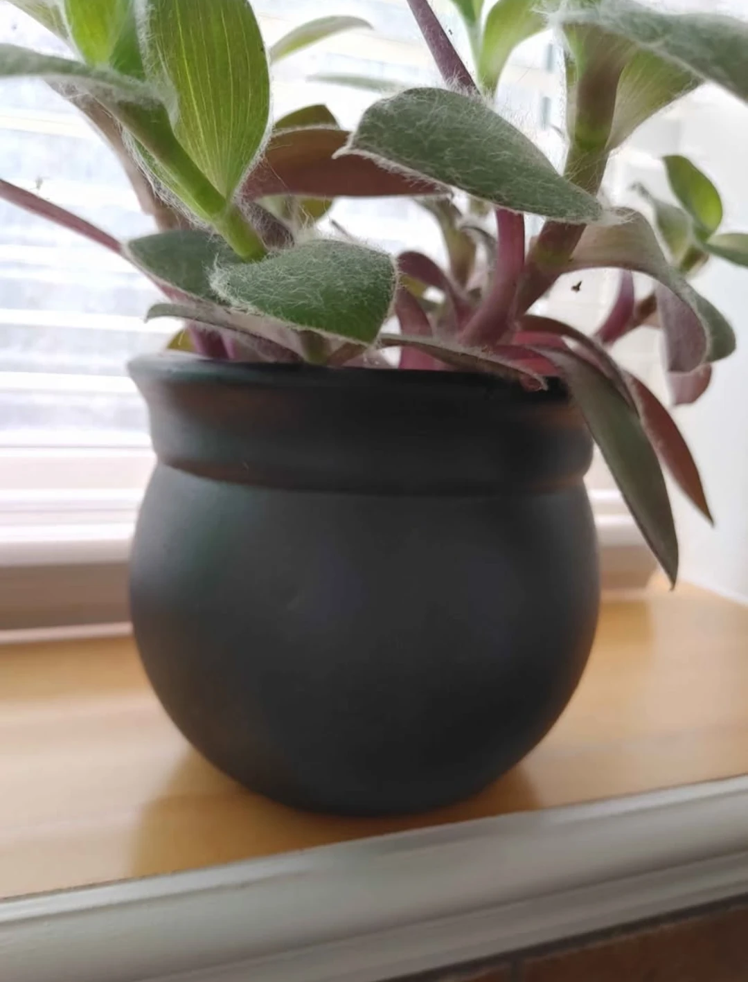 Real Plant & black ceramic pot - photo 3