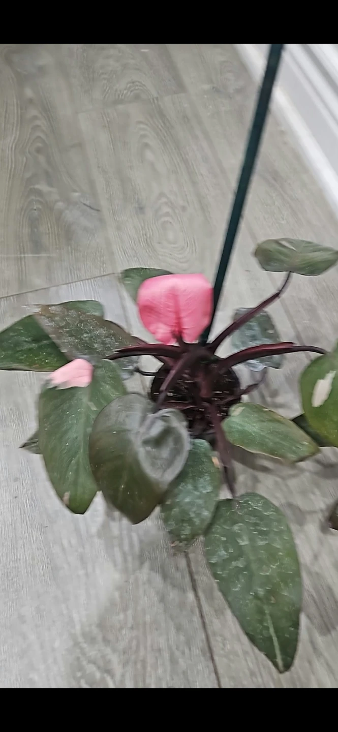 Philodendron Pink Princess