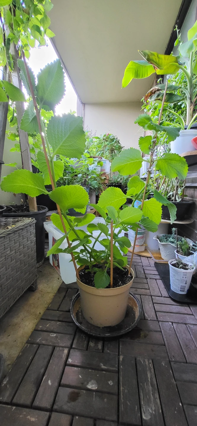 Mexican Mint/ Tần dày lá - photo 5