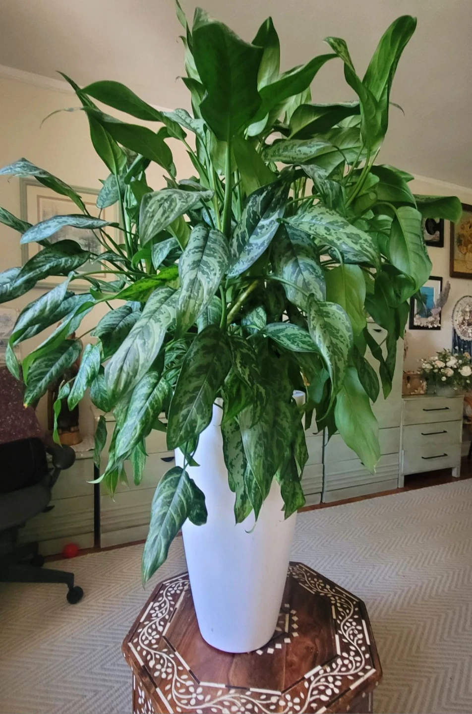 Large Aglaonema Houseplant in White Planter - photo 5