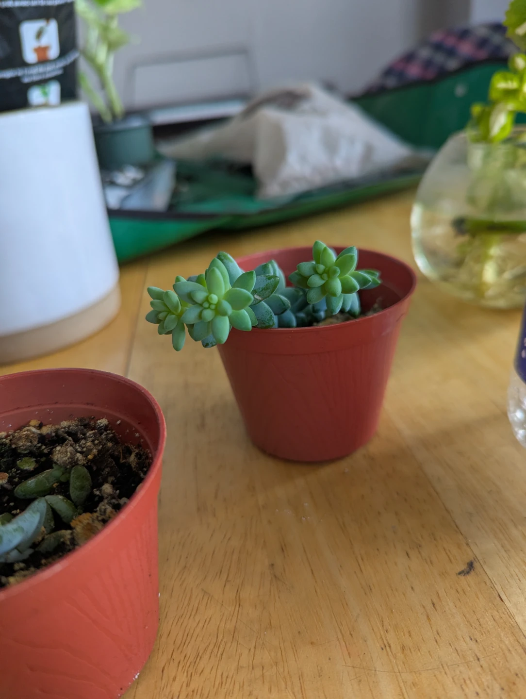 Two Small Succulents in Pots( burrows tail) - photo 4