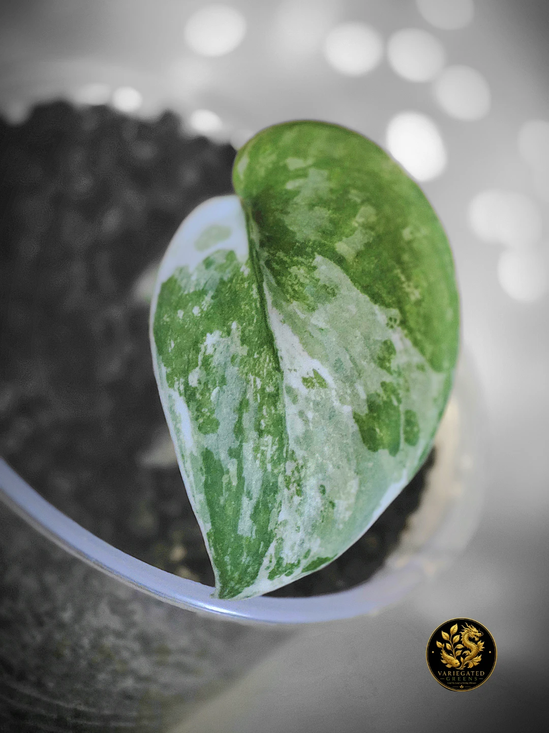 Scindapsus Bahorok "Silken Drift"