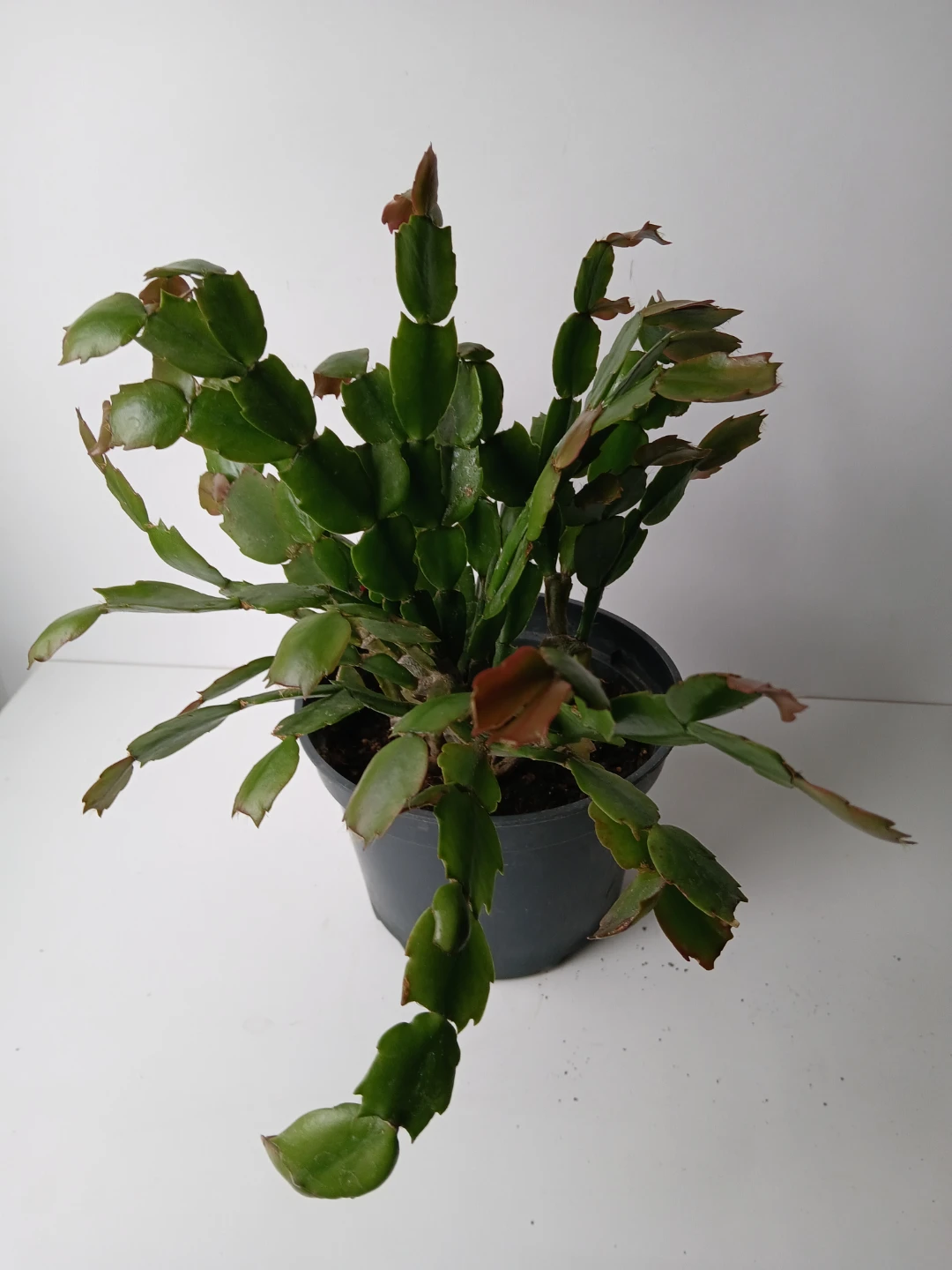 Christmas Cactus Plant in 6" Pot. Fixed price. - photo 5