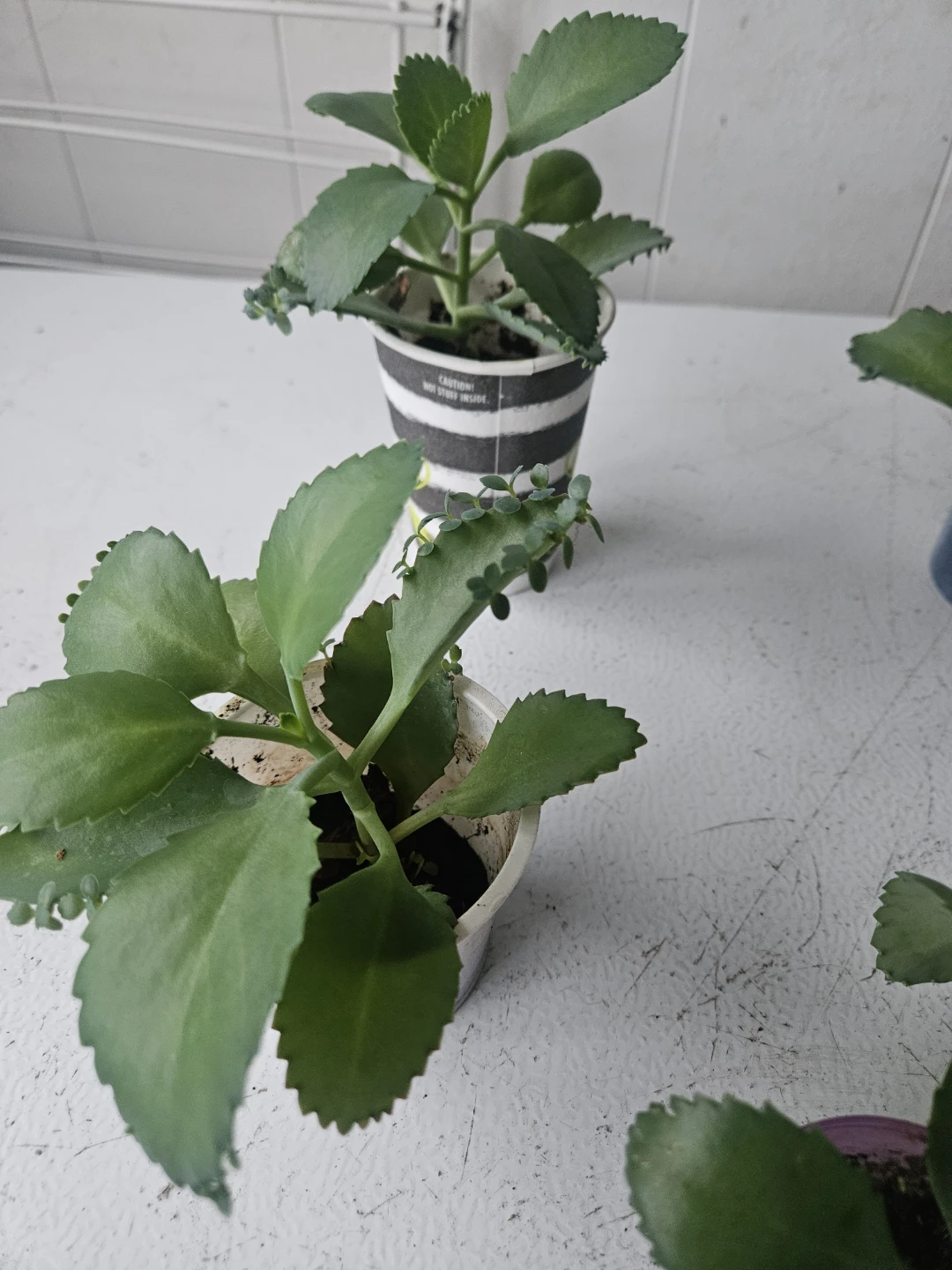 Set of 5 Mother of Thousands Succulent Plants - photo 3