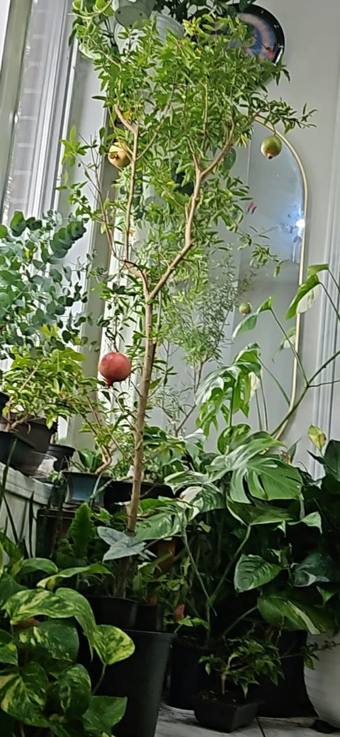 Pomegranate tree - photo 3