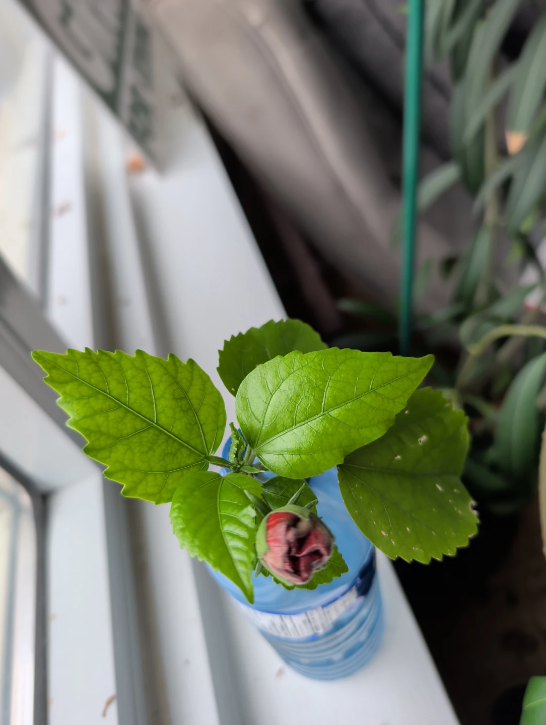 Red Hibiscus Cutting with Bud - photo 2