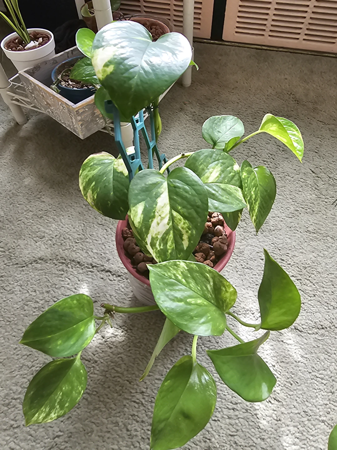 Golden Pothos Plant with Trellis - photo 3