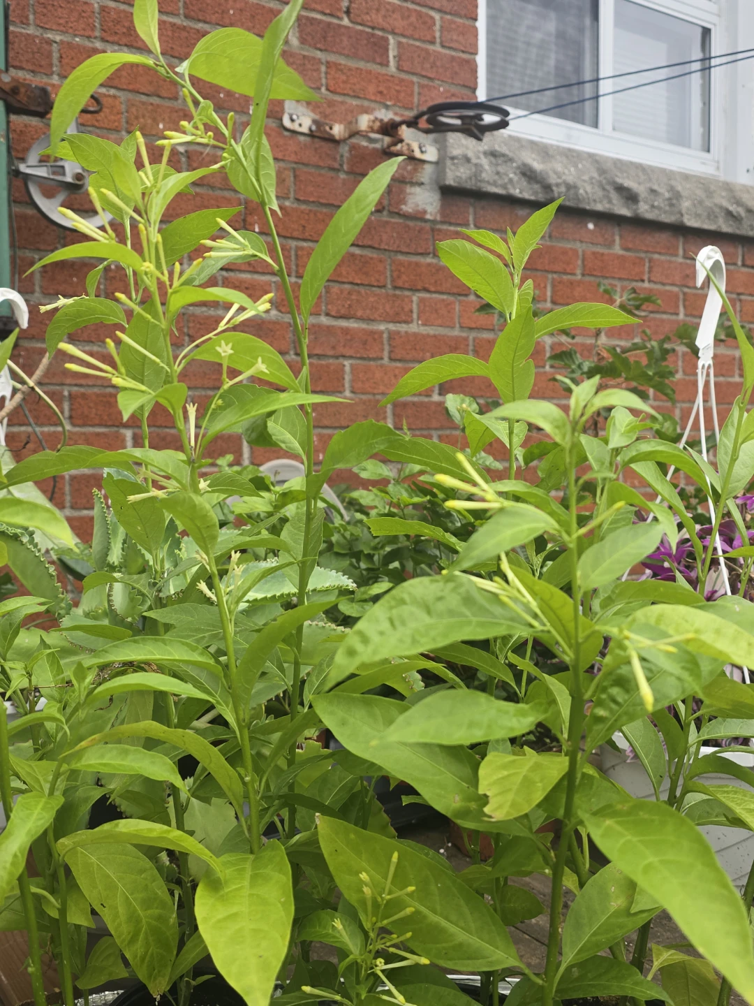 Night Blooming Jasmine Potted Plant