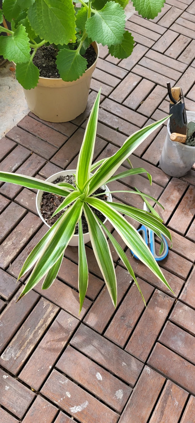 Spider Plant in White plastic pot