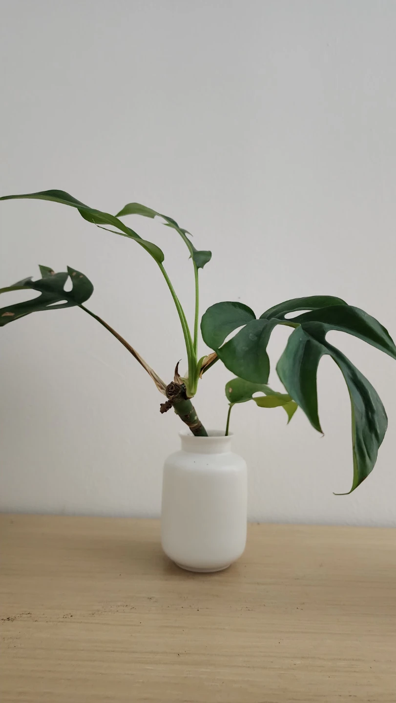 Rhaphidophora Tetrasperma in White Vase