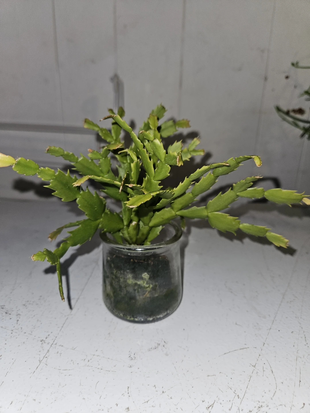 Schlumbergera  Cactus - photo 4