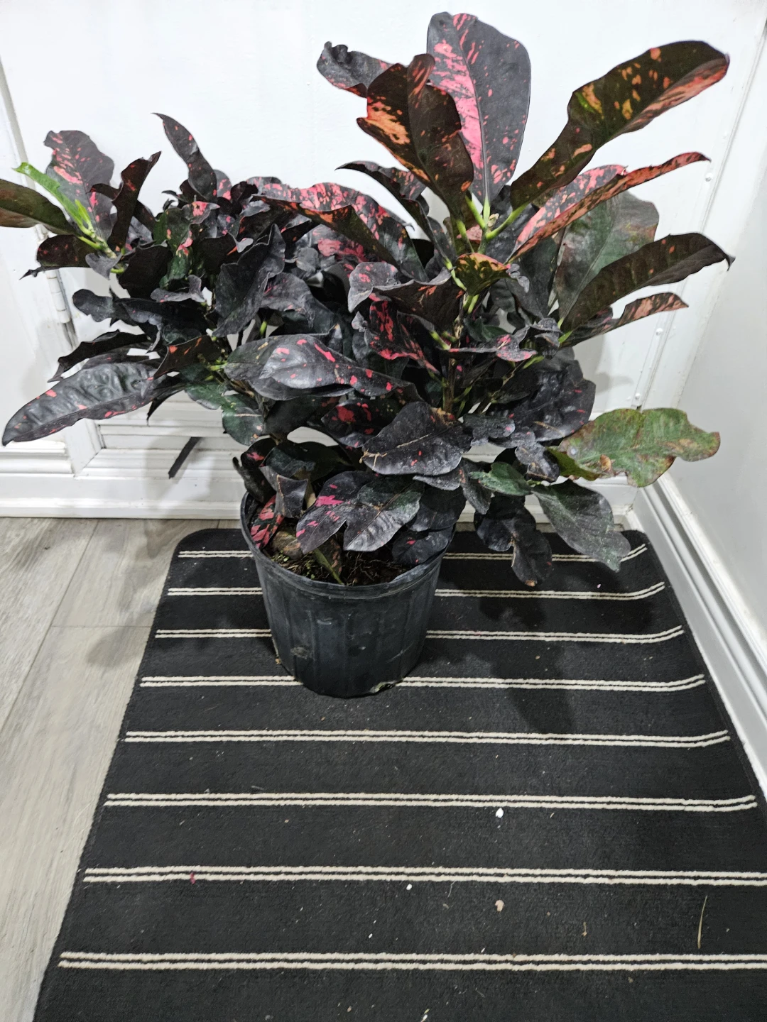 Codiaeum variegatum Croton Plant🏈