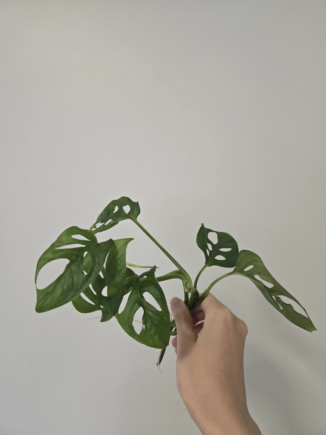 Monstera Adansonii cutting (rooted)
