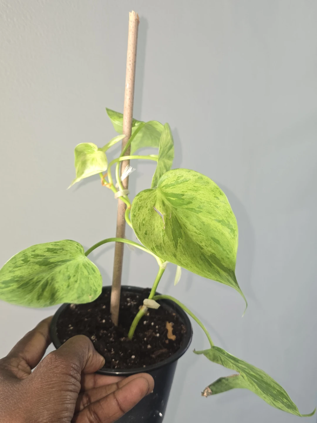 Philodendron heart leaf variegated - photo 3