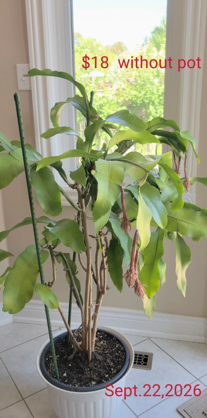 Queen of the Night (‌Epiphyllum oxypetalum)