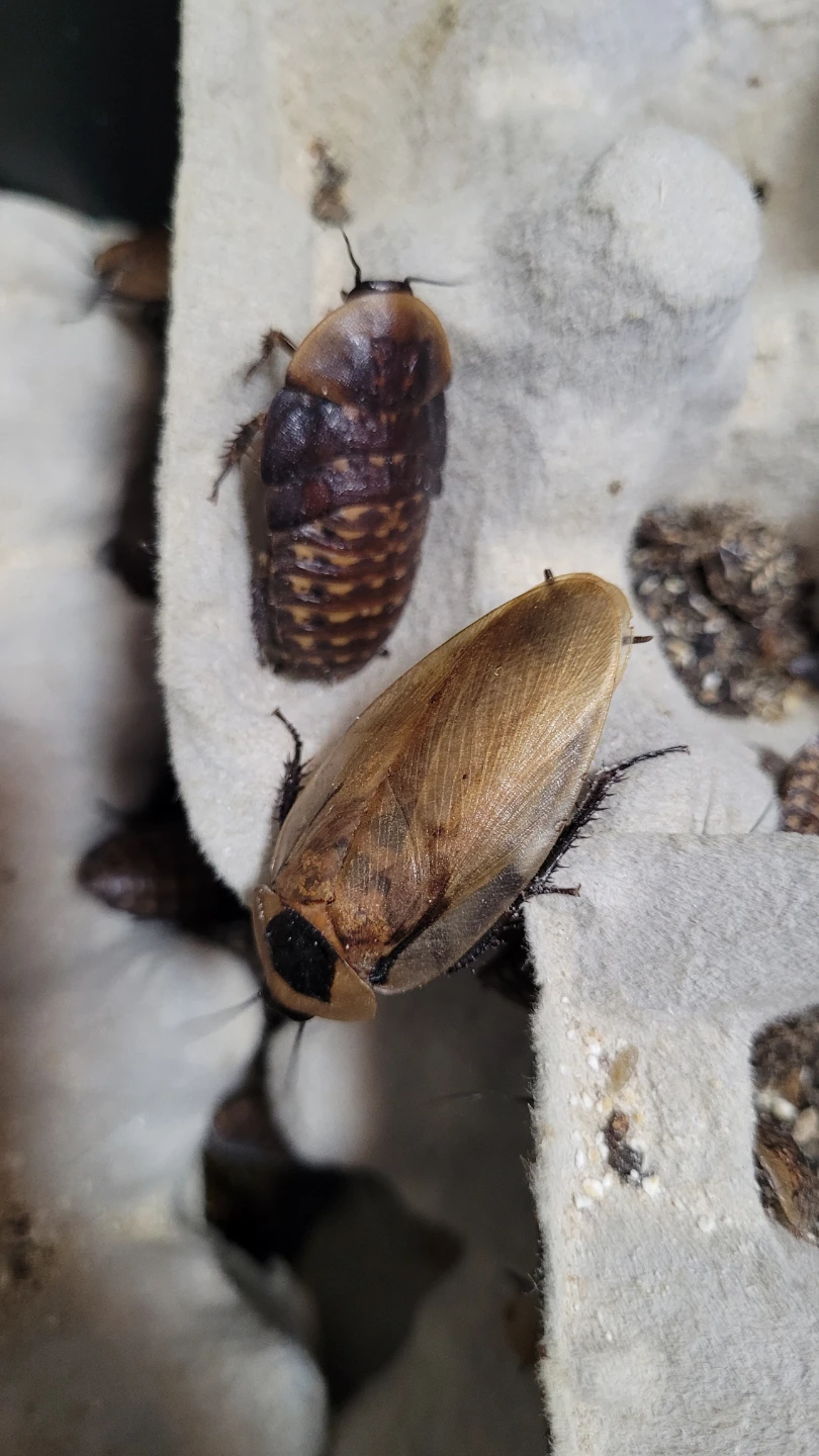 Discoid Roach - photo 3