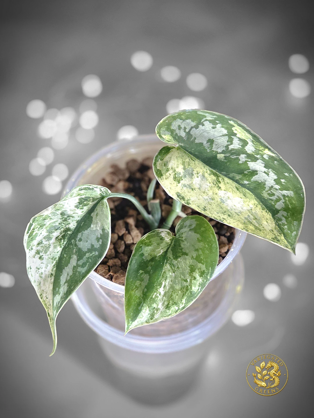 Scindapsus pictus Halimoon "Aureate Strata"