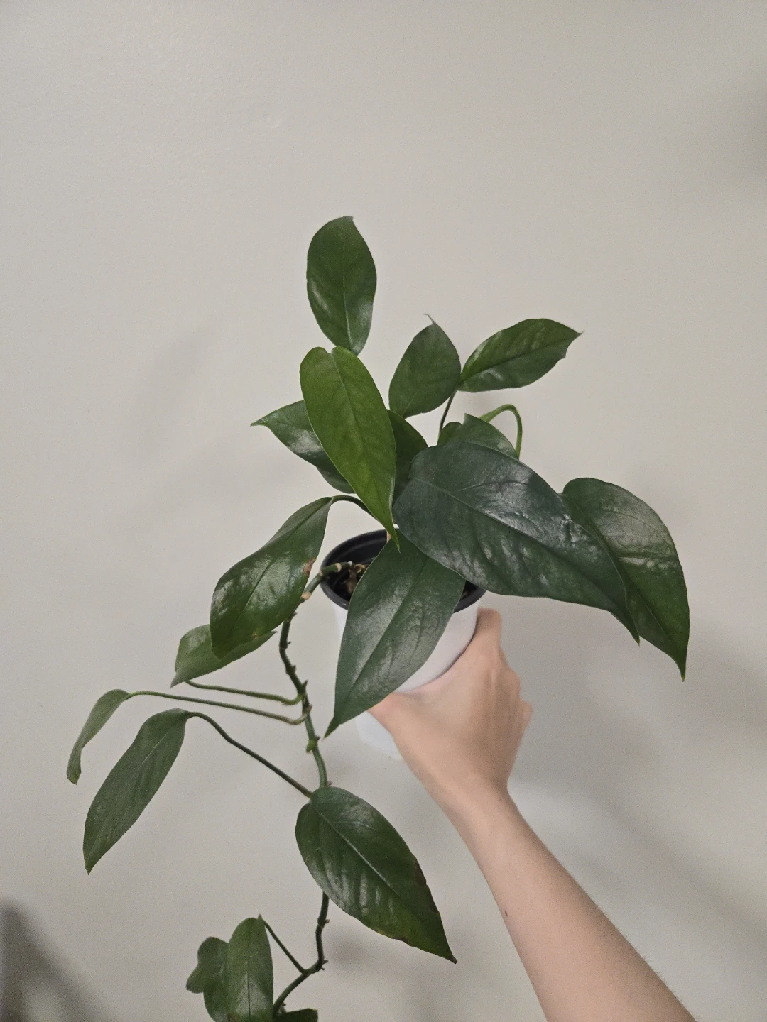 Epipremnum pinnatum in 4.3"pot