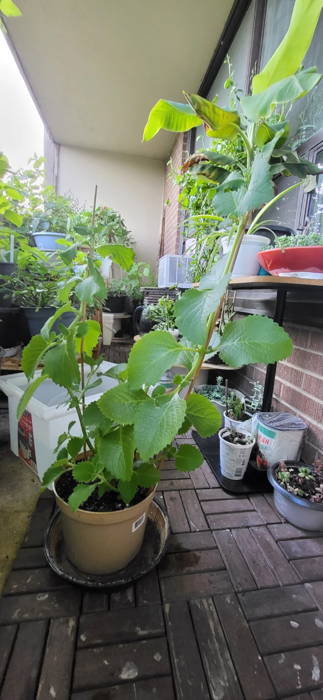 Mexican Mint/ Tần dày lá - photo 4