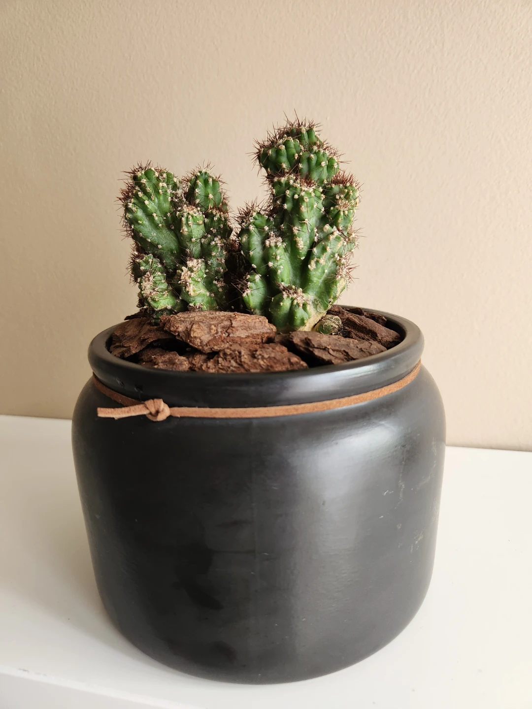 Potted Coral Cactus in Black Ceramic Pot - photo 2