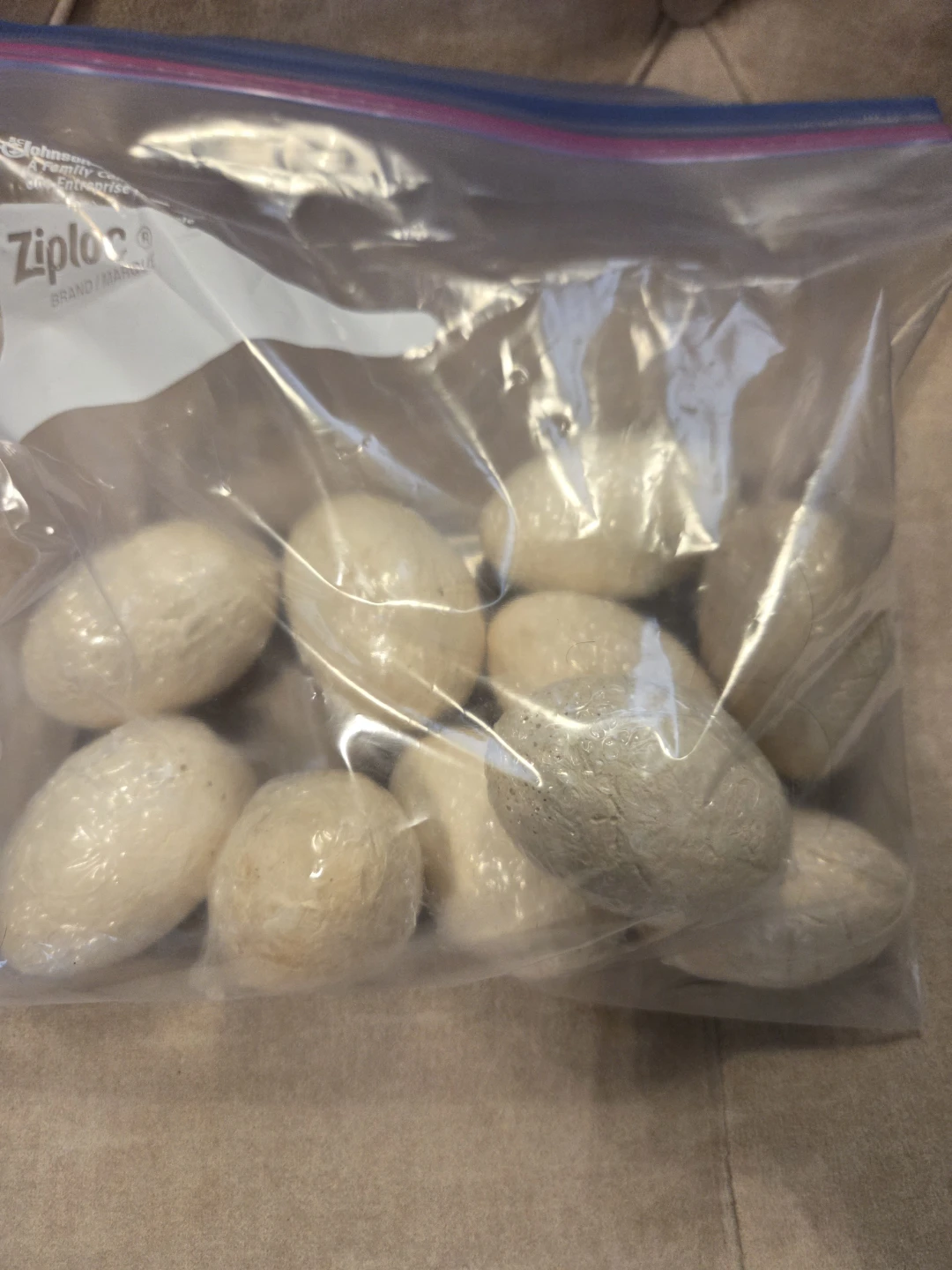 10 dinosaurs egg