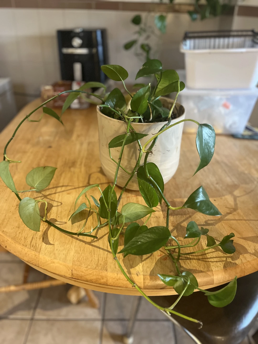 Trailing Pothos Plant in Ceramic Pot - photo 3