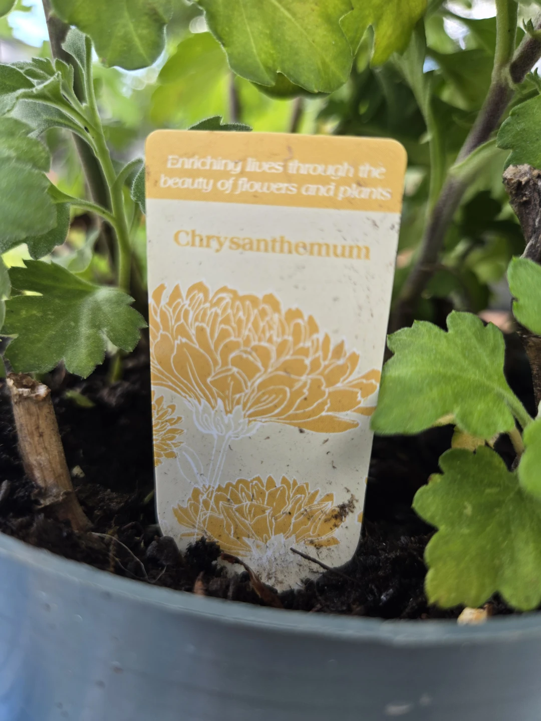 Potted Chrysanthemum Plant - photo 2