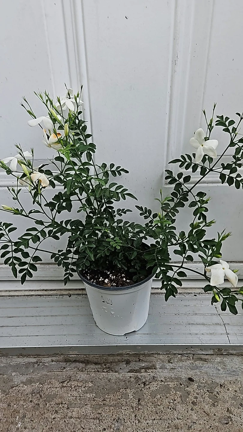 Jasmine Plant special offers 🏈 - photo 2
