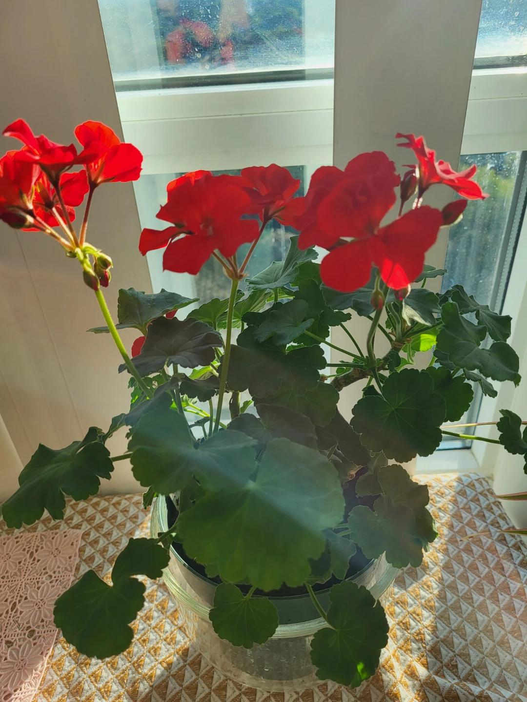 Flowering Geranium Plant - photo 3