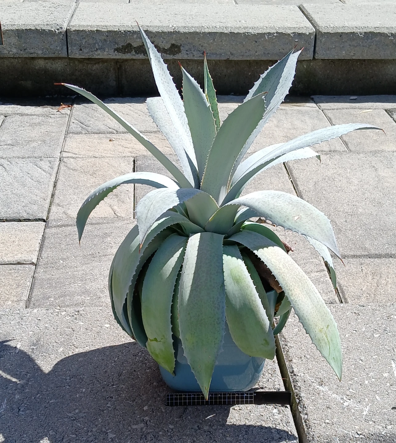 Large Rare Mangave 'Sponge Paint' Plant