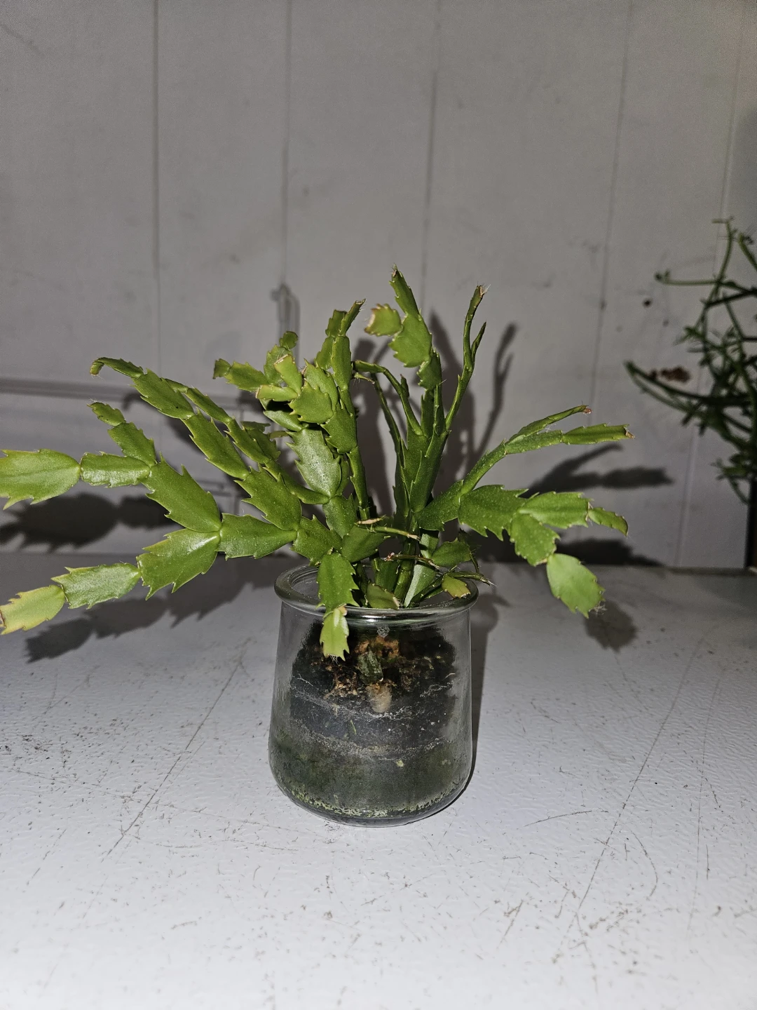 Schlumbergera  Cactus - photo 2