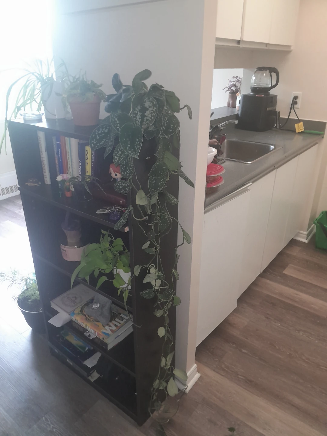 Satin Pothos Houseplant