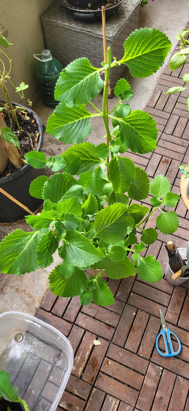 Mexican Mint/ Tần dày lá - photo 3