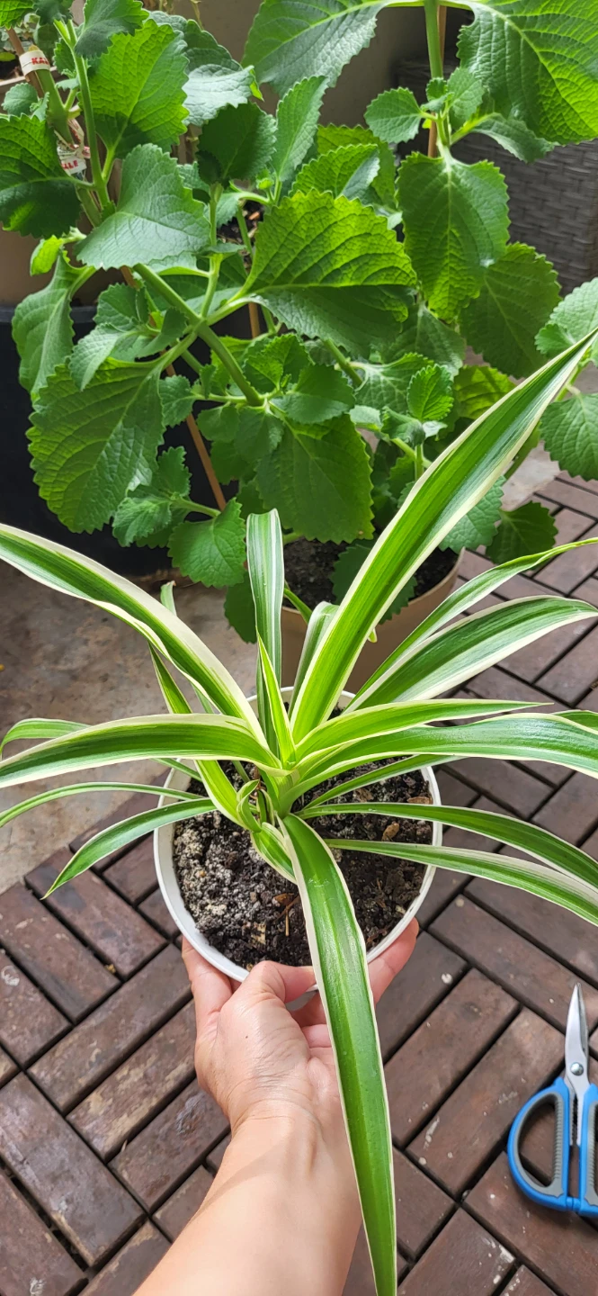 Spider Plant in White plastic pot - photo 2