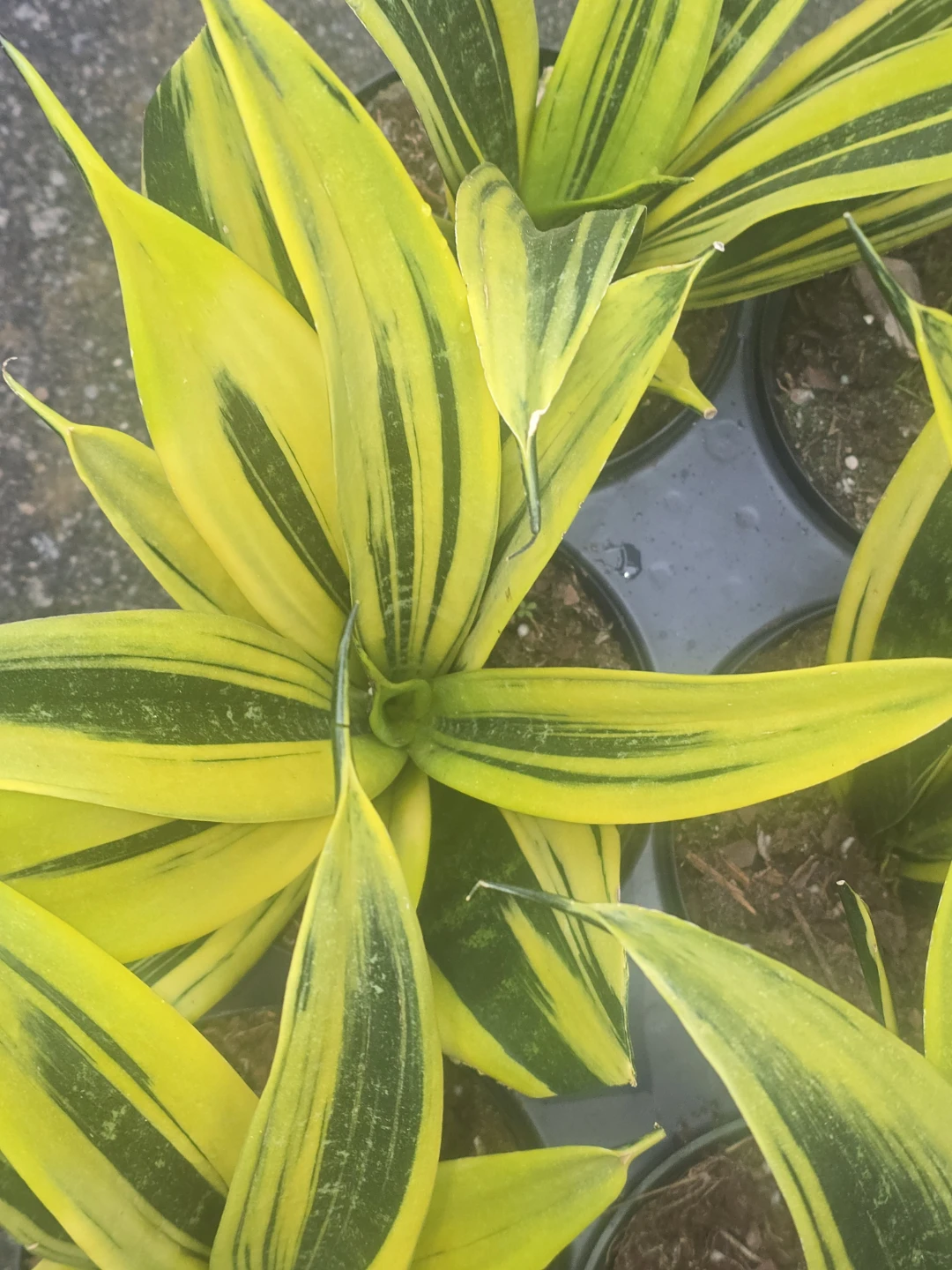Snake Plant Sansevieria  yellow gold