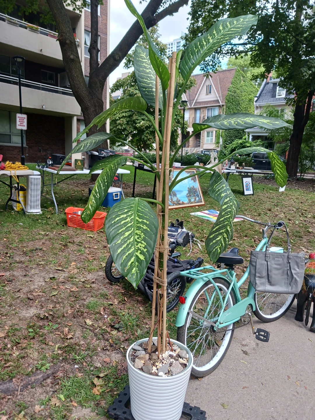 Large Dieffenbachia Houseplant - photo 2