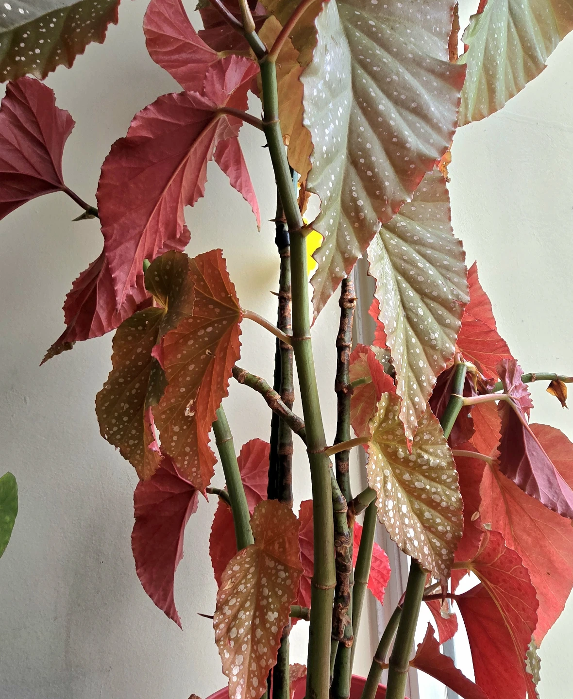Polka Dot Begonia Houseplant - photo 2