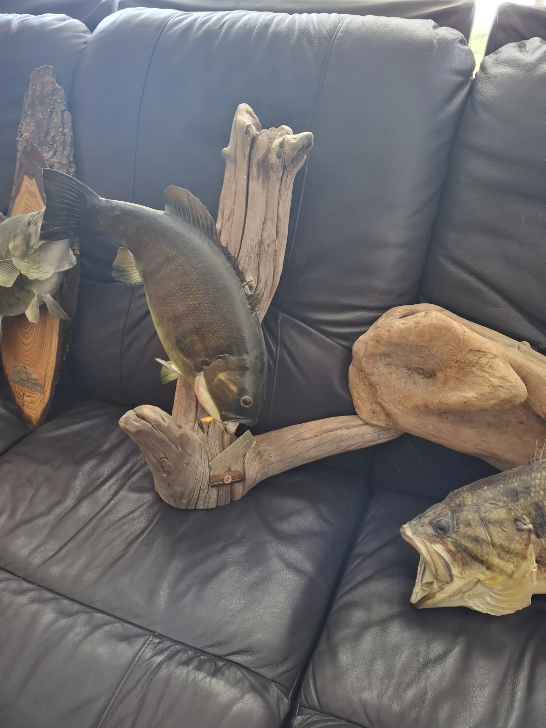Smallmouth Bass Taxidermy Mount