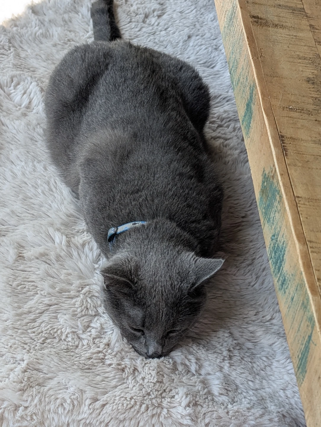 Melanie Cleaning Plus! House and Pet Sitting Services - photo 4