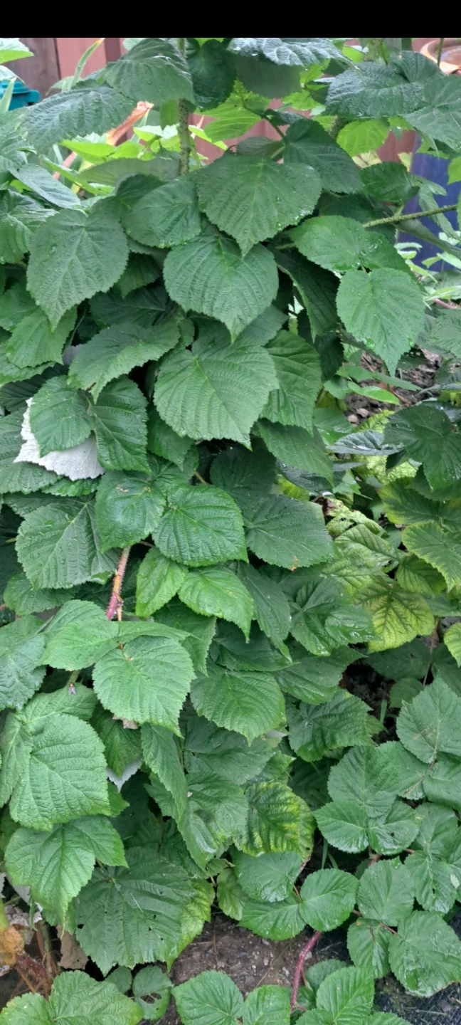 Raspberry plants