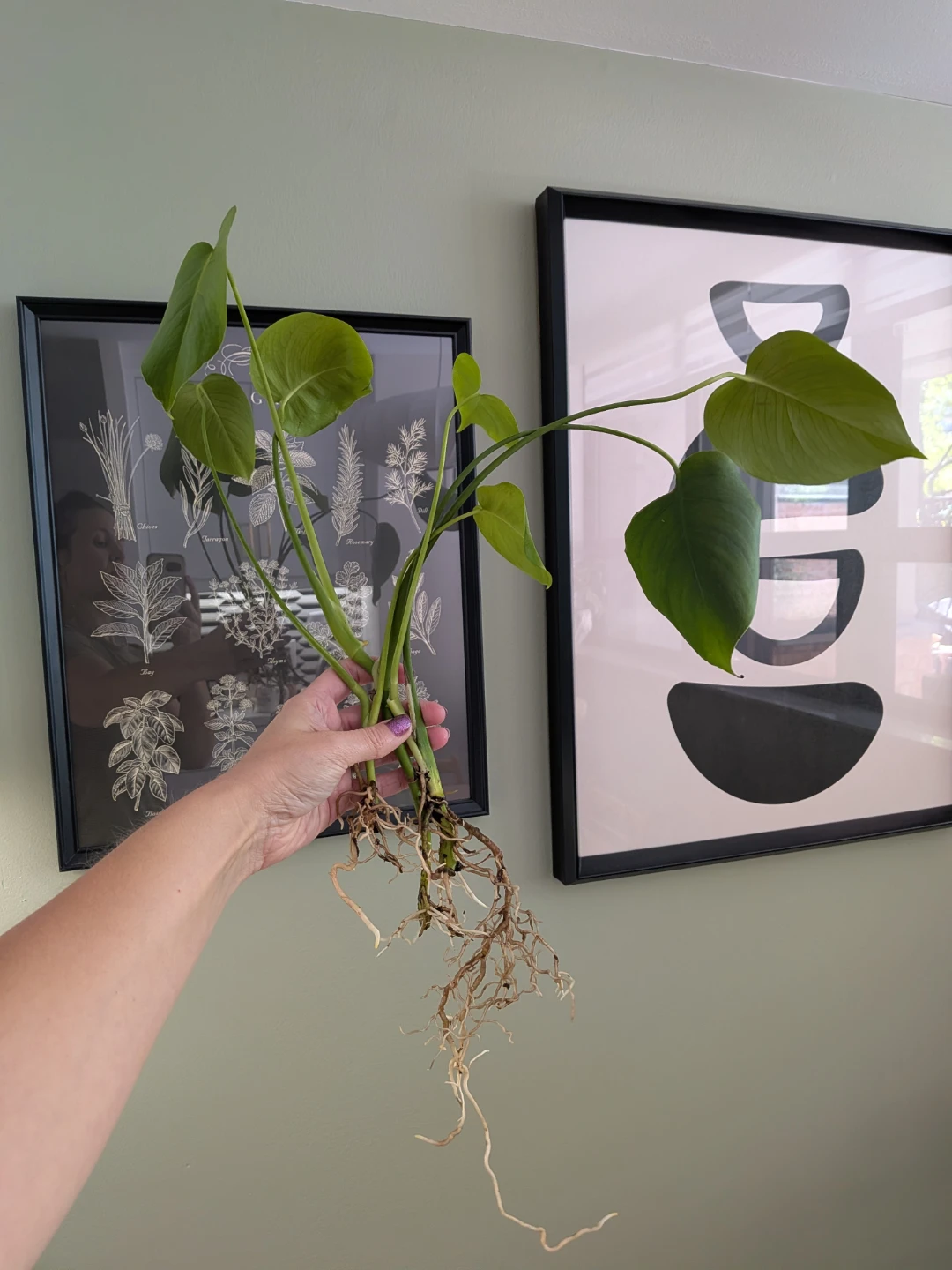🌿 Monstera Deliciosa Houseplant Cuttings - photo 3