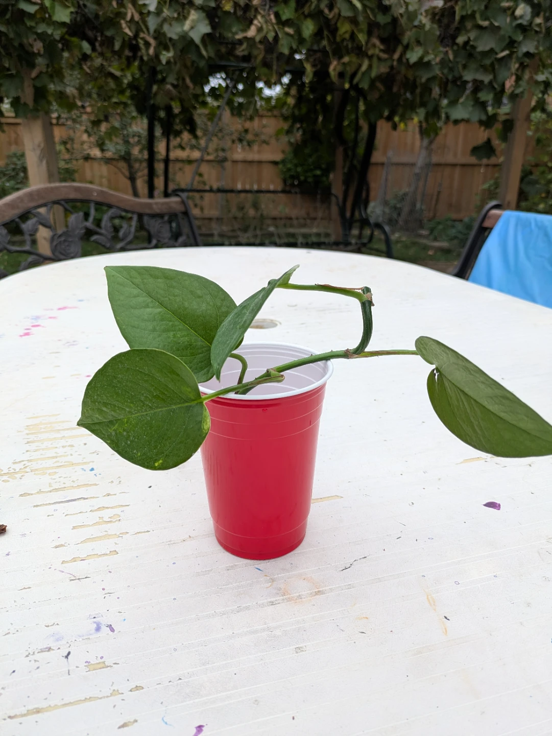 Healthy Pothos Plant Cuttings - photo 2