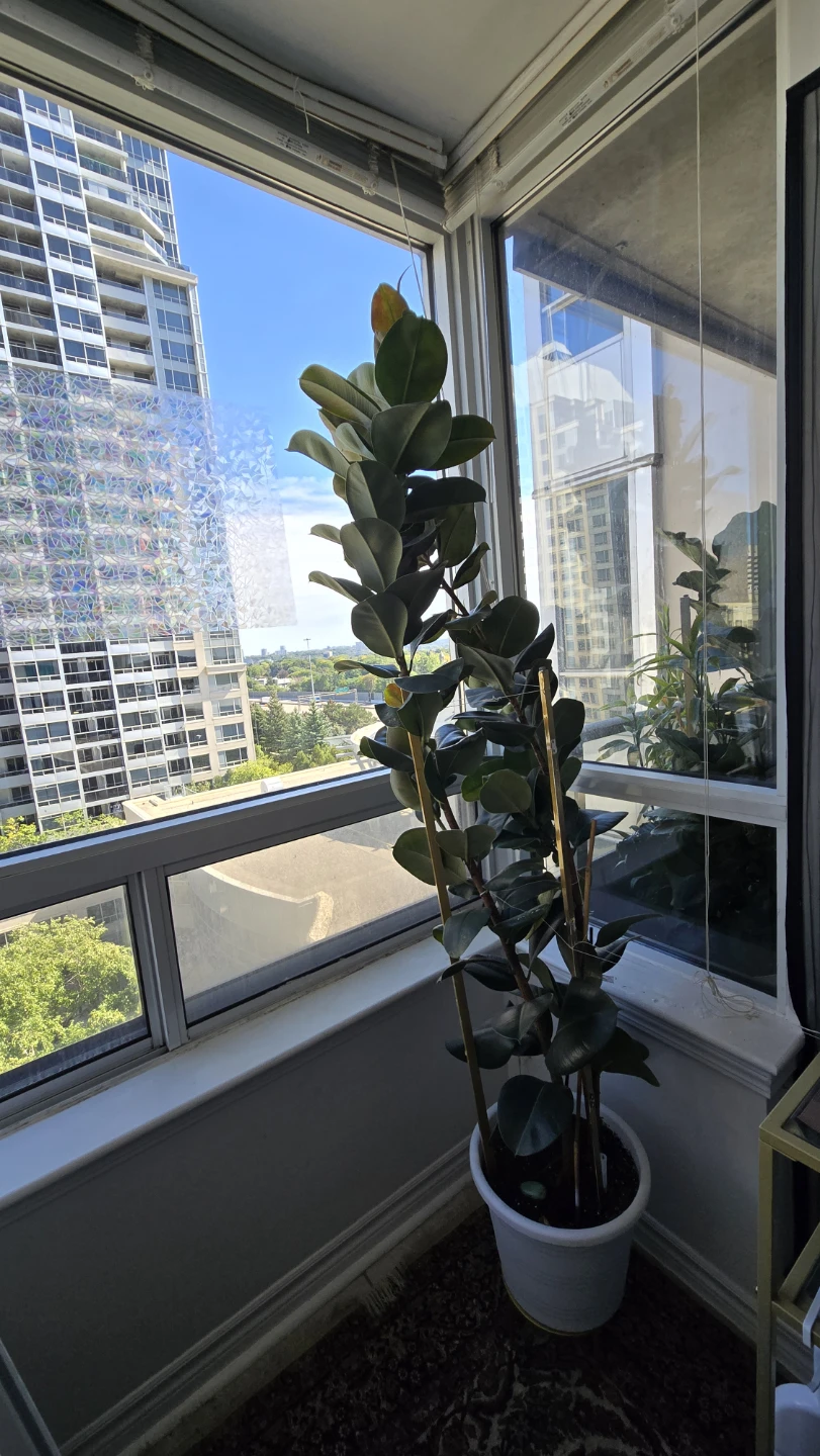 Large Rubber Plant in White Pot - photo 3