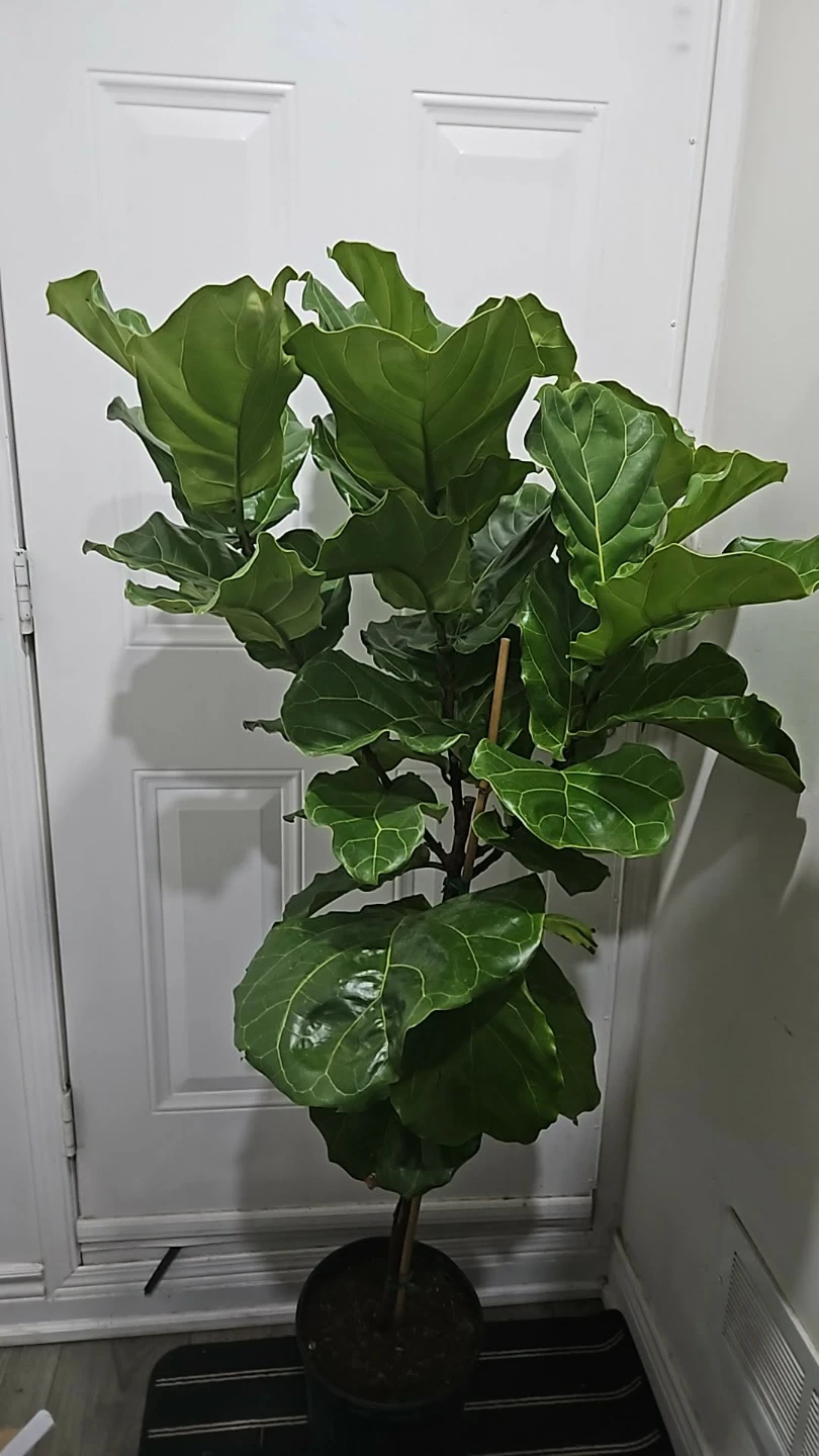 Large Fiddle Leaf Fig Plant - photo 2