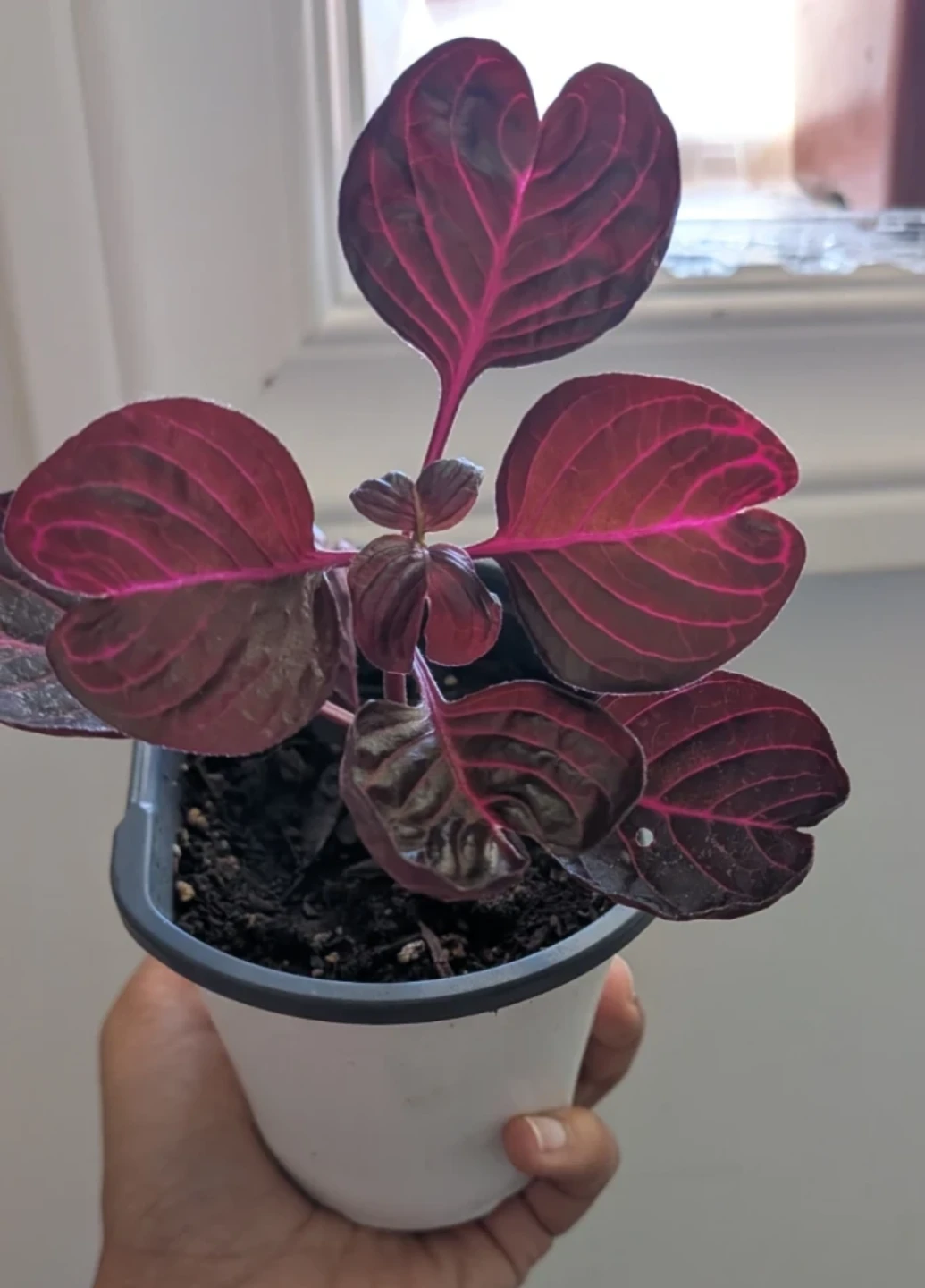 Iresine Bloodleaf plant - photo 2