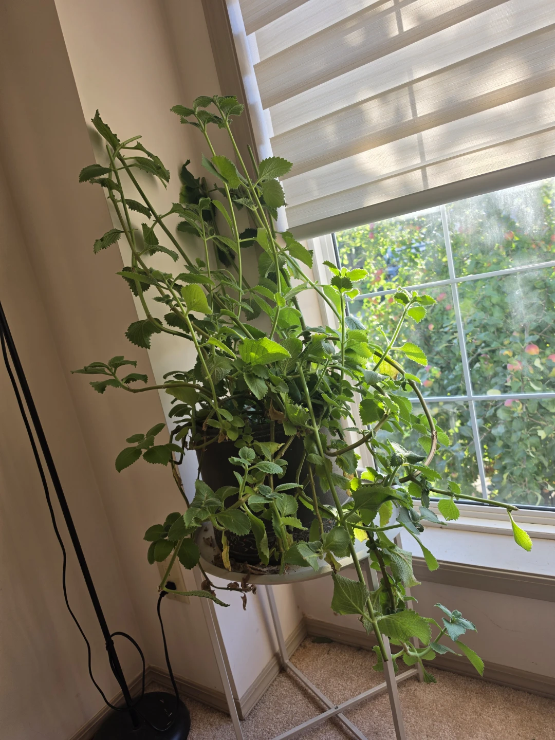 Large Oregano - photo 2