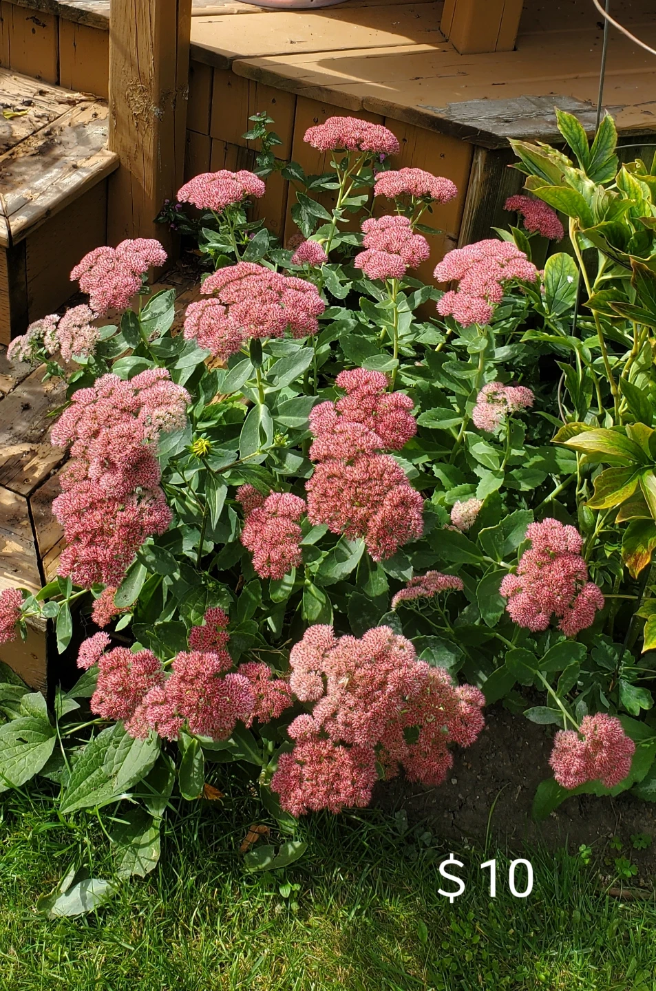 Sedum - photo 2